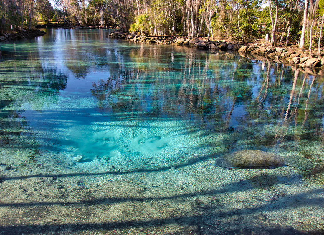 Crystal River, FL - A West Indian Manatee Rests in the Warm, Crystal Clear Waters of Florida’s Three Sisters Springs